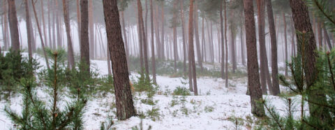 Besneeuwd bos met hoge, rechte dennenbomen in een mistige omgeving.