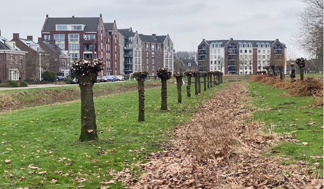 Rij knotbomen op grasveld met achtergrond van appartementen en bewolkte lucht.