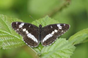 Vlinder met zwart-witte vleugels op groene bladeren.