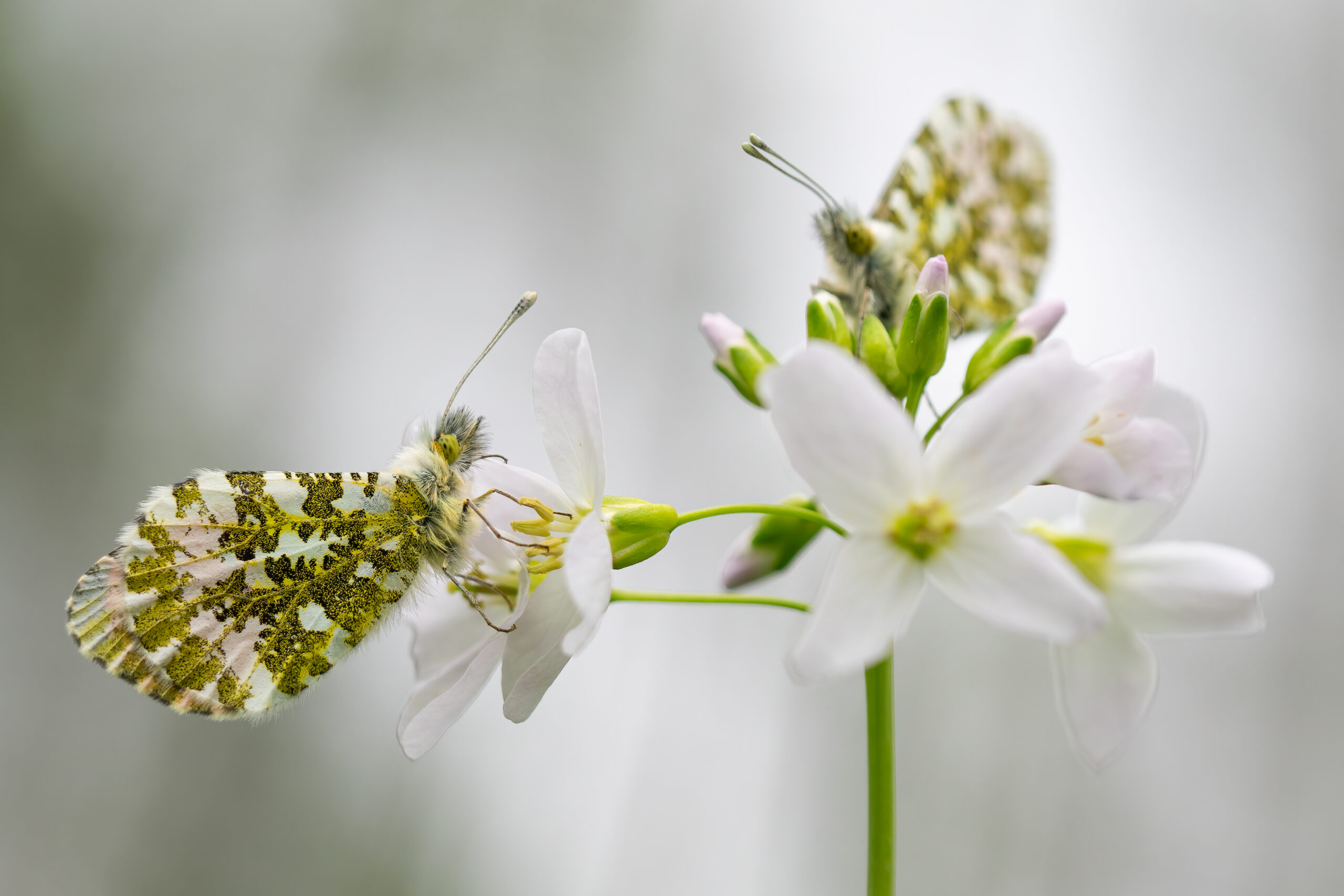 Twee oranje tipjes op witte bloemen, met zachte, wazige achtergrond.