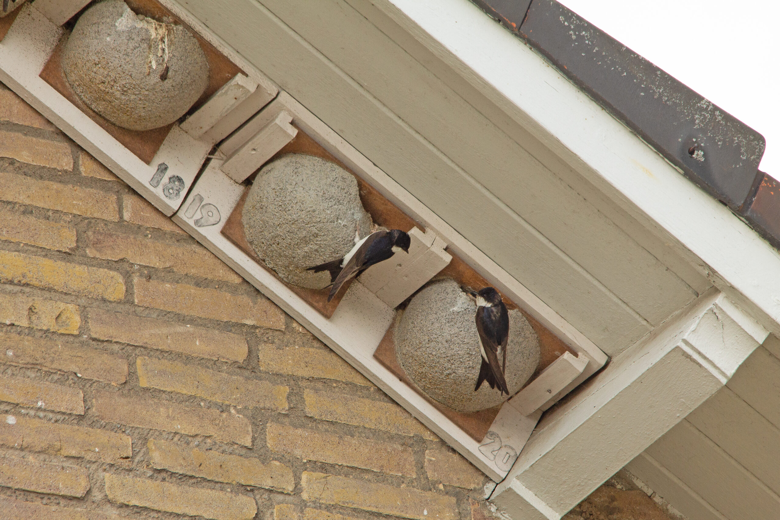 Huiszwaluwen bij hun nesten onder een dakrand op een bakstenen muur.