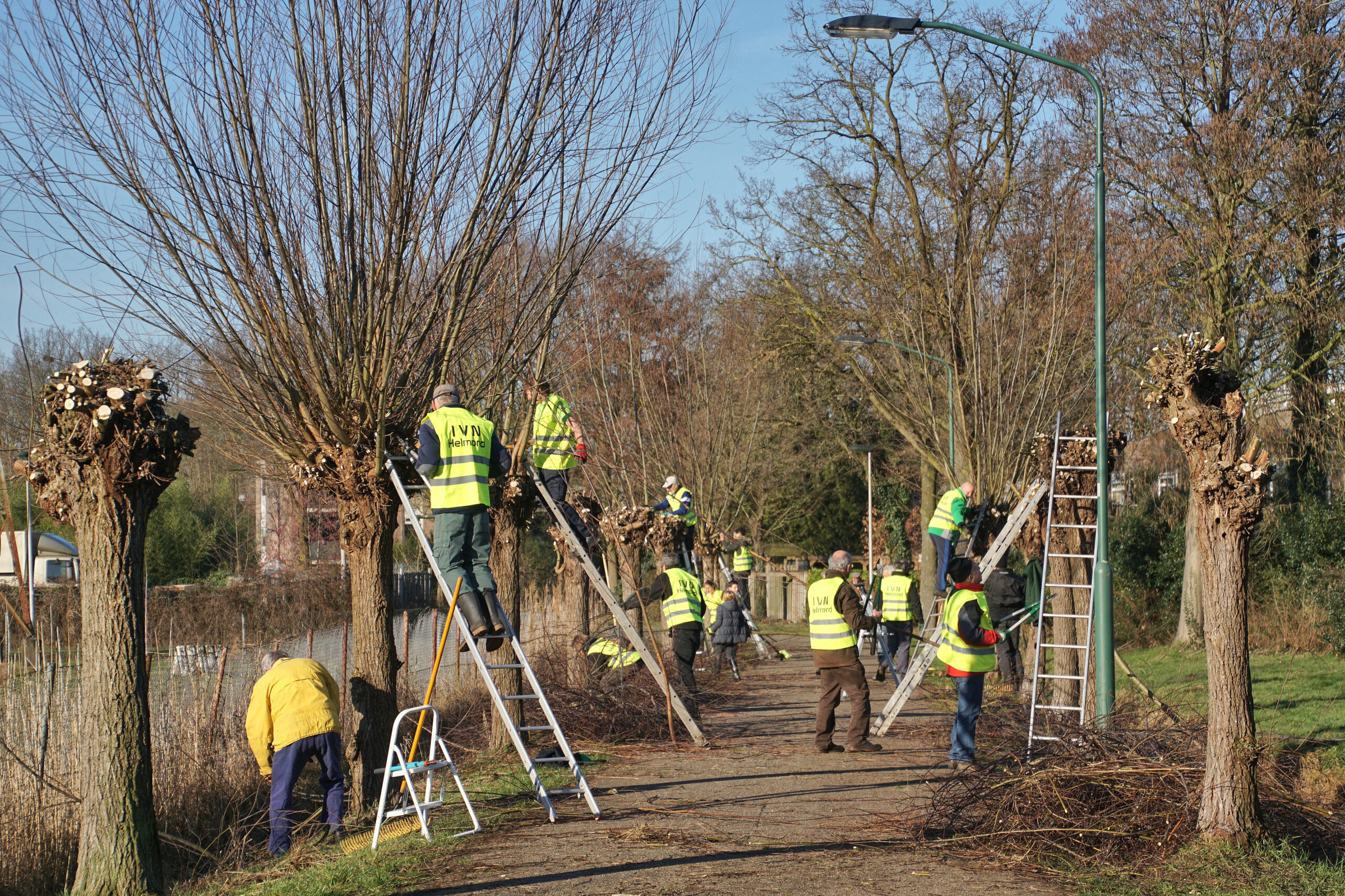 Mensen in gele vesten snoeien wilgen langs een pad met ladders.