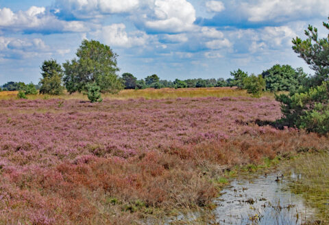 Bloeiende heide met paarse tinten, omringd door bomen en grasland onder een bewolkte hemel.