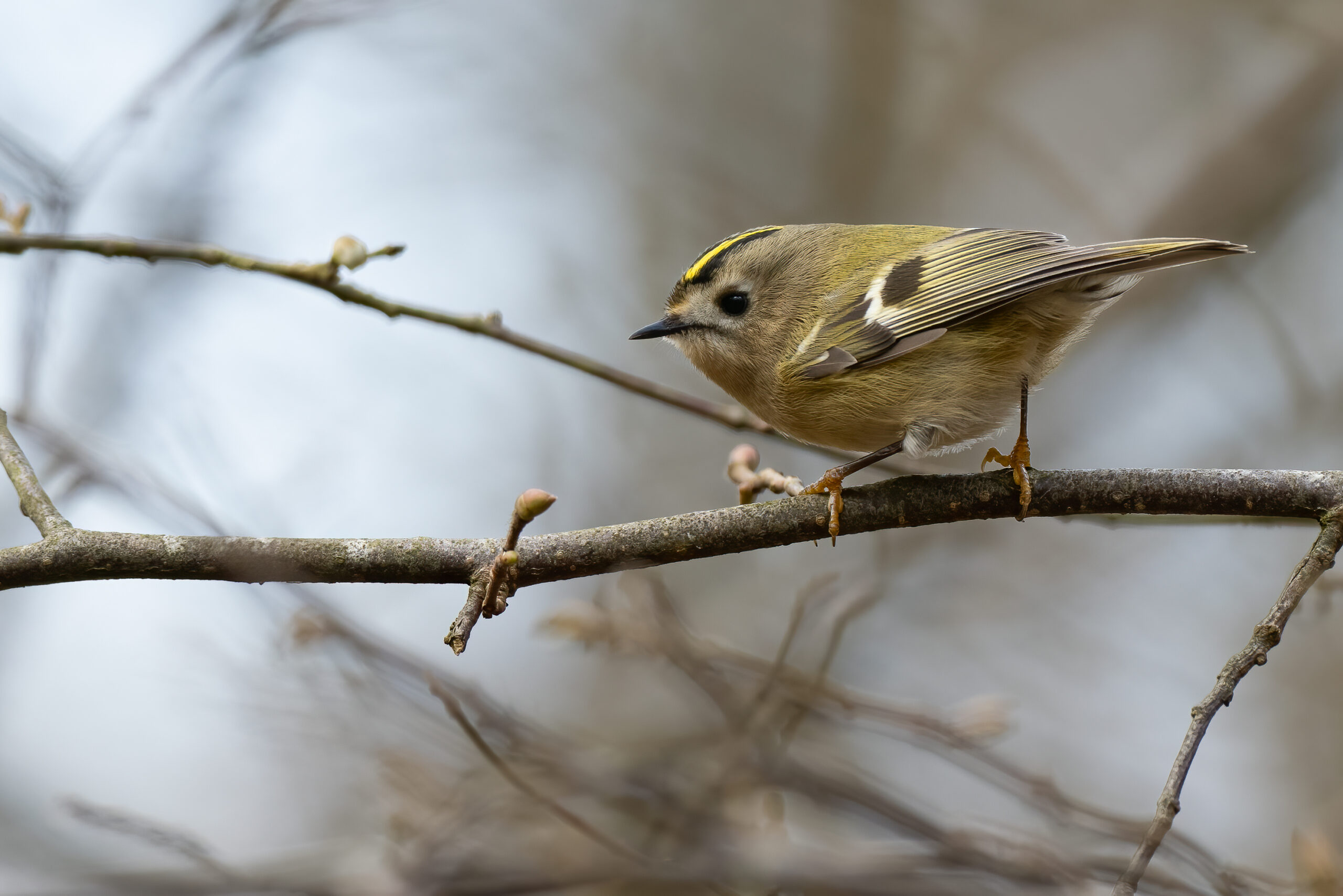 Een goudhaantje zit op een tak met enkele knoppen tegen een wazige achtergrond.