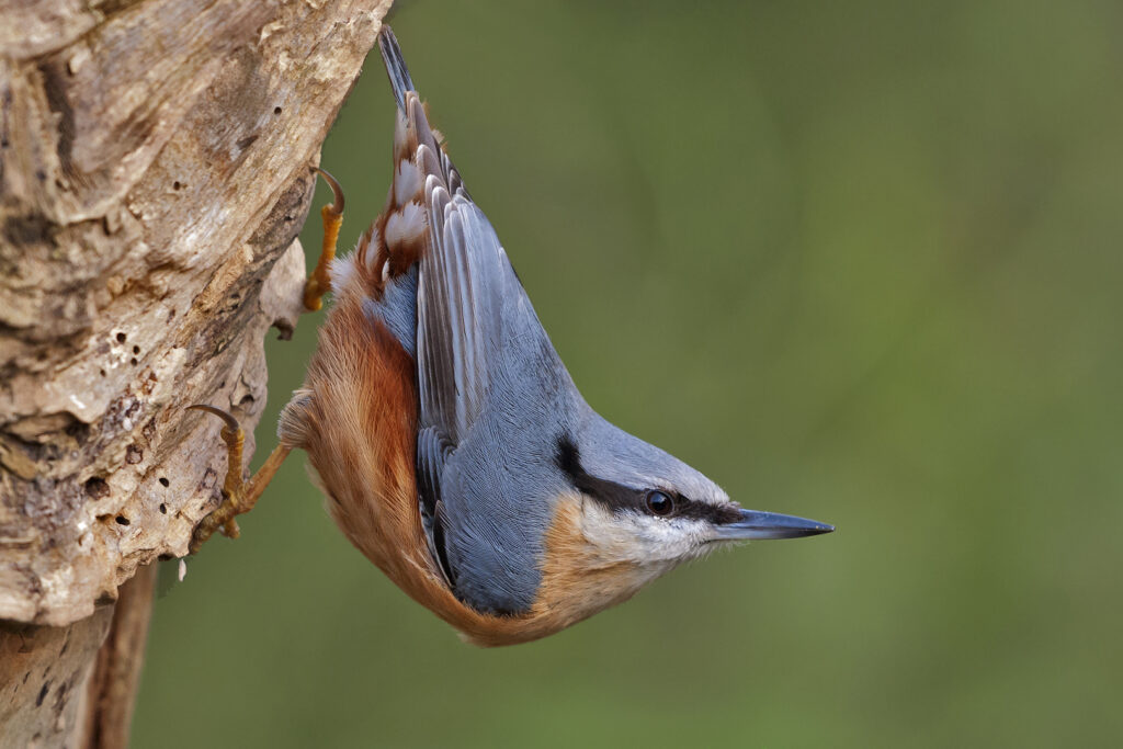 Specht klimt kop omlaag langs een boomstam tegen een groene achtergrond.