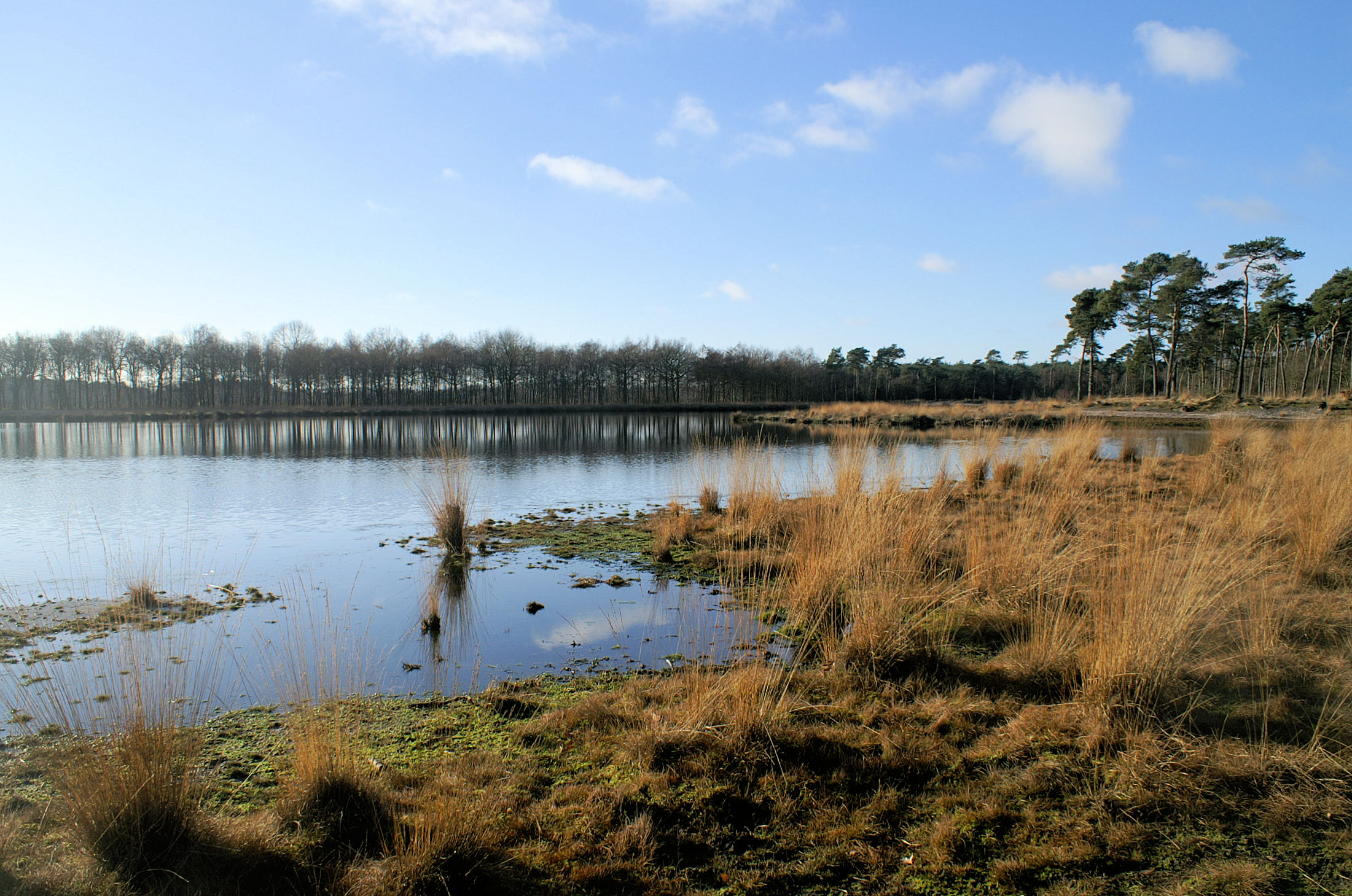 Rustig meer met riet, omgeven door kale winterbomen en blauwe hemel met enkele wolken.