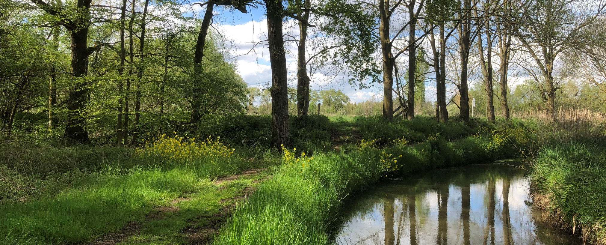 Bosrijke omgeving met pad, beekje, gras, gele bloemen en bomen onder een bewolkte blauwe hemel.
