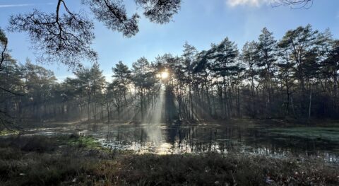 Zonnestralen doorbreken bomen boven een stille vijver in een bos, vroeg in de ochtend.