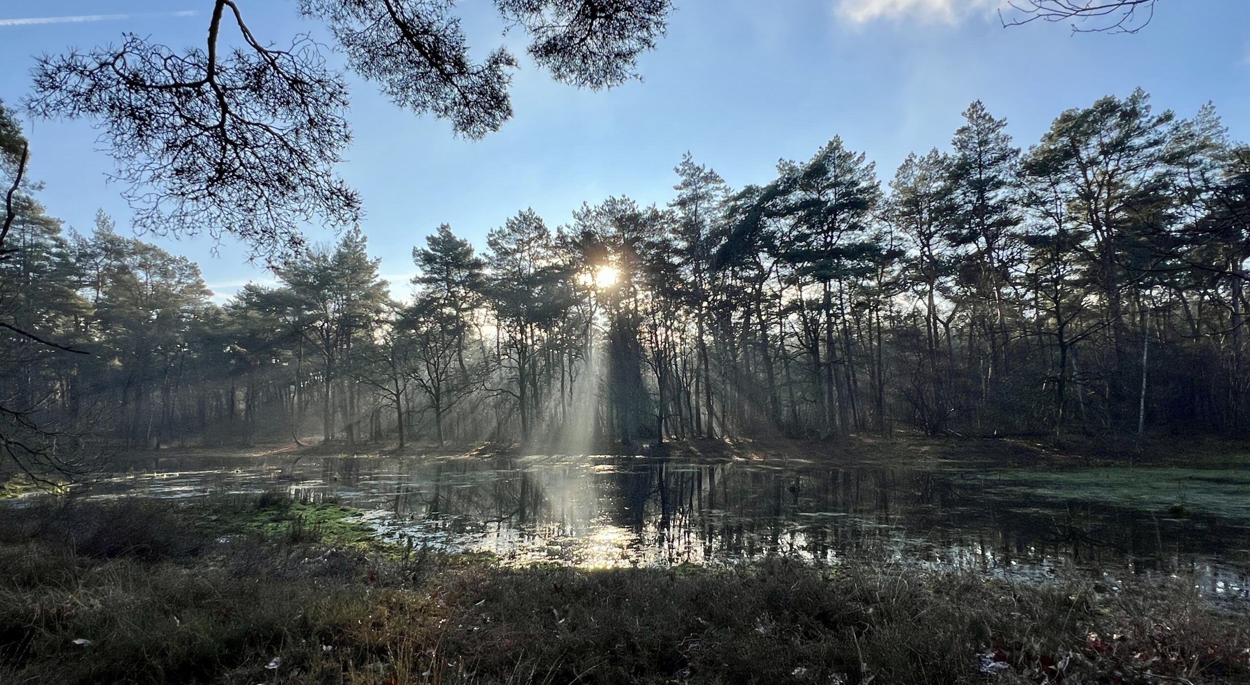 Zonnestralen doorbreken bomen boven een stille vijver in een bos, vroeg in de ochtend.