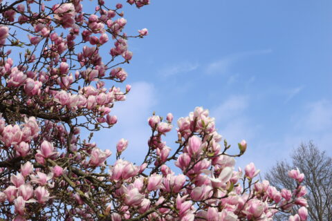 Roze magnoliabloesems tegen een heldere blauwe lucht.