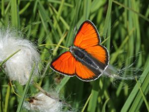 Oranje vlinder op groene grassprieten naast witte pluizige bloemen.