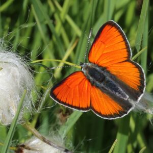 Oranje vlinder op groene grassprieten naast witte pluizige bloemen.