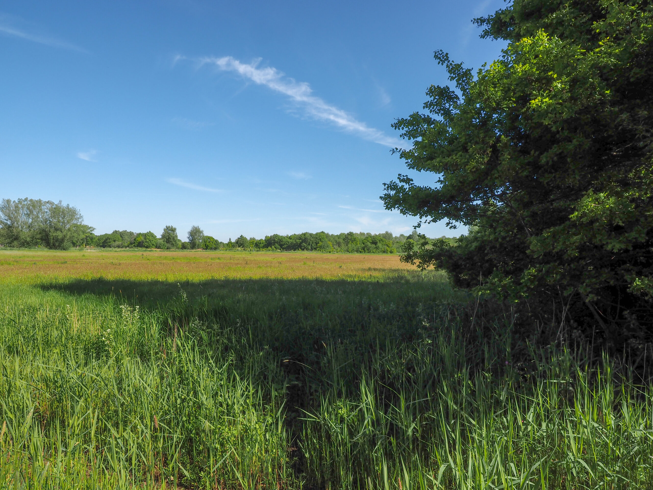 Weidse groene velden met struiken en bomen onder een heldere blauwe lucht.