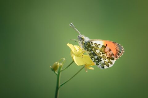 Vlinder op een gele bloem tegen een zachte, groene achtergrond.