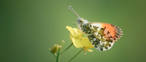 Vlinder op een gele bloem tegen een zachte, groene achtergrond.