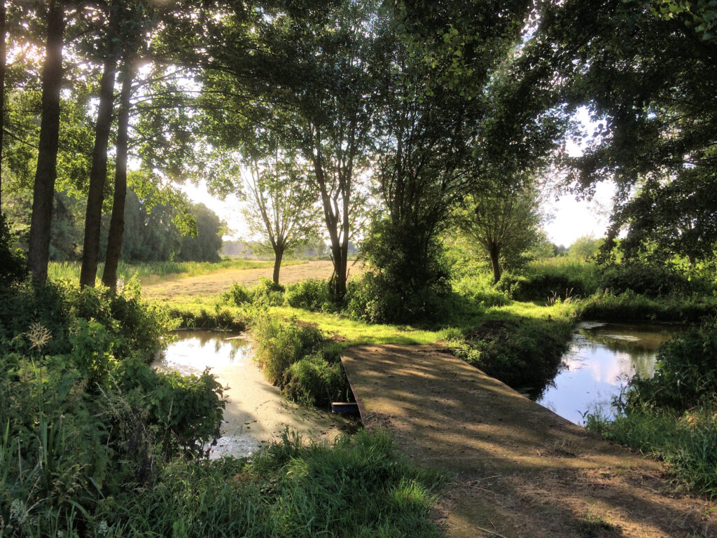 Bosachtig landschap met zonlicht dat door bomen schijnt, een klein pad en beekje op de voorgrond.