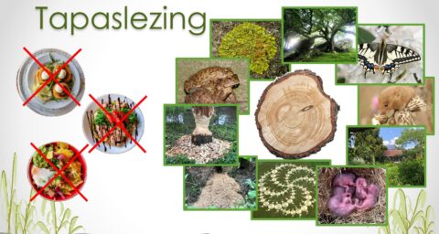 Afbeelding van een presentatie over natuur met planten, dieren, bomen en een huis, zonder eten.