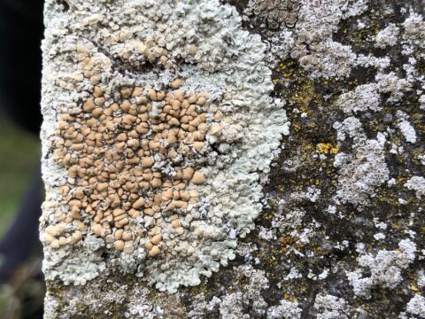 Close-up van diverse korstmossen op een rots, met beige en witte patronen verspreid.
