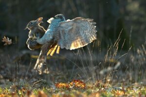 Het wilde Belgie , still