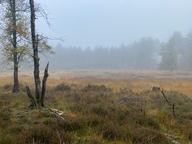 Mistig heidelandschap met kale bomen en dichte bebossing op de achtergrond.