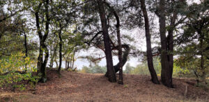 Bosachtig pad met hoge, kronkelende bomen en herfstbladeren op de grond.