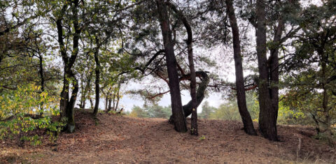 Bosachtig pad met hoge, kronkelende bomen en herfstbladeren op de grond.