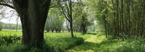 Bospaadje omringd door brede bomen en groene struiken onder een licht bewolkte hemel.