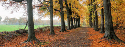 Herfstboslaan met hoge bomen en oranje bladeren langs pad, groene weide links.