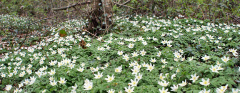 Witte bloemen bedekken de bosgrond rondom een boomstam in een dichtbebost gebied.