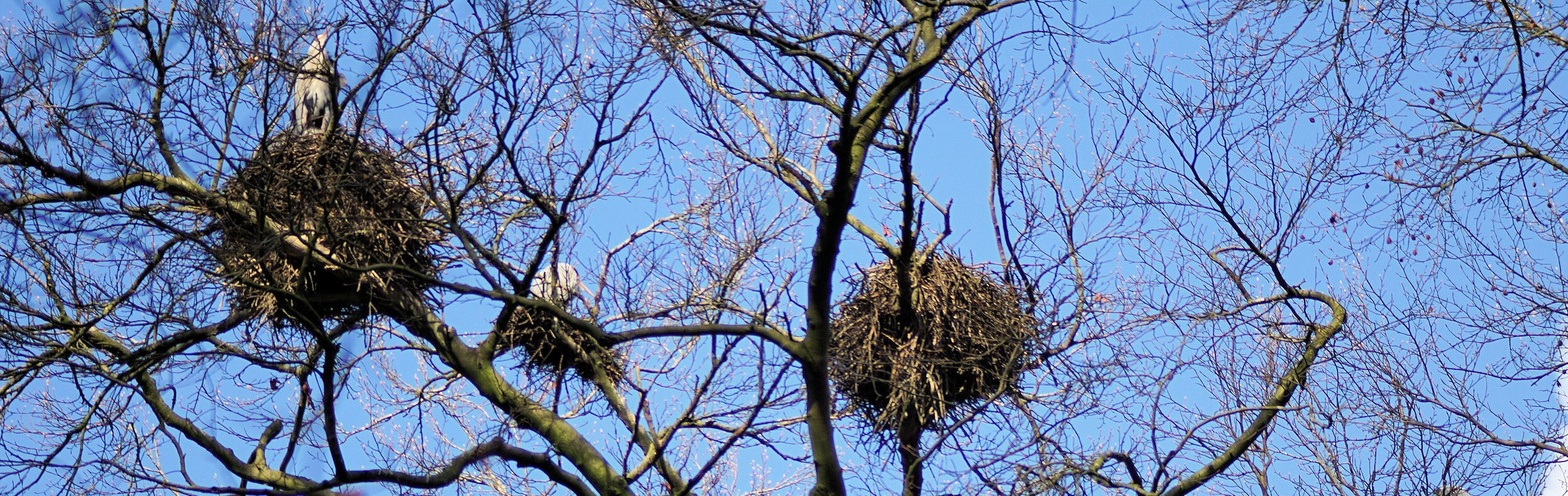 Drie nesten in kale boom met vogels ernaast en blauwe lucht achtergrond.