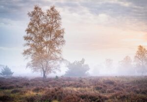 Herfstboom in nevelige heide met zonsopkomst op de achtergrond.