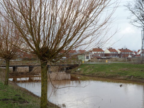 Knotwilgen langs een rivier, met een rij huizen en een brug op de achtergrond.
