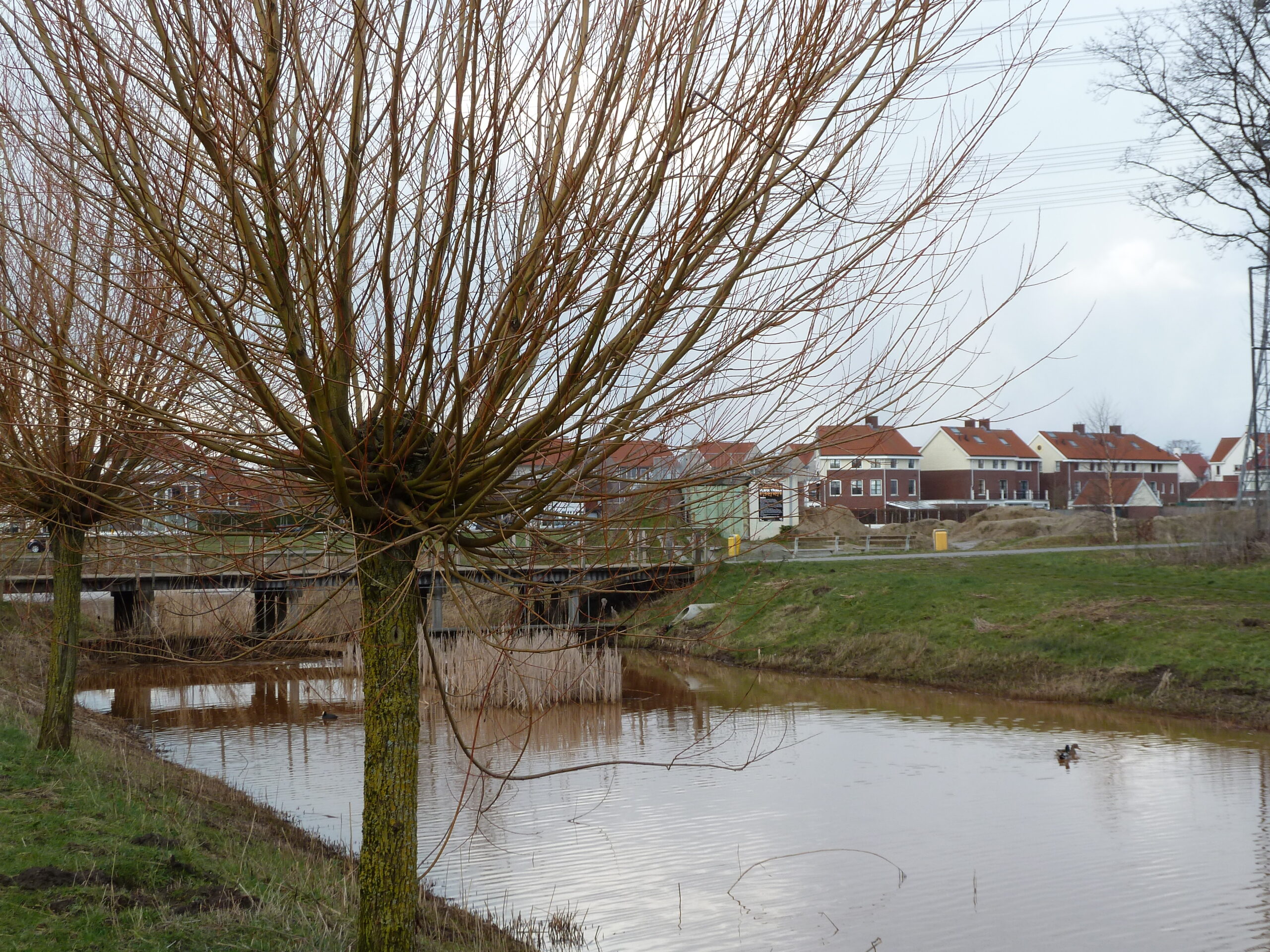 Knotwilgen langs een rivier, met een rij huizen en een brug op de achtergrond.