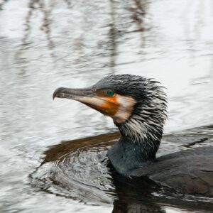 Grote zwarte vogel met blauwe ogen zwemt in rustig water, deels ondergedompeld.