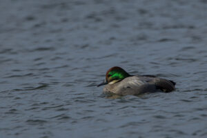 Een eend met groene kop dobbert op kalm water.