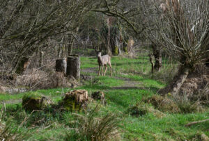 Een hert staat in een groen bos met kale bomen en boomstronken.