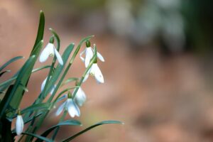 Sneeuwklokjes in bloei met wazige achtergrond. Groene stelen en wit bloeiende bloemen.