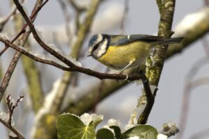 Pimpelmees op besneeuwde tak met ijskristallen.
