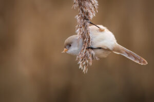 Kleine vogel hangt aan rietstengel met een wazige, bruine achtergrond.