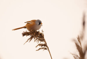 Een baardmannetje zit op een rietstengel tegen een zachte achtergrond.
