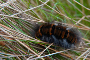 Haren rups op droge grassprieten en groener gras.