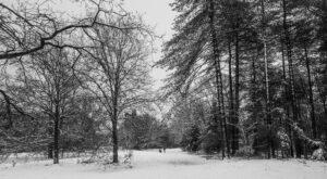 Een sneeuwlandschap met kale bomen en een persoon op een pad in een besneeuwd bos.