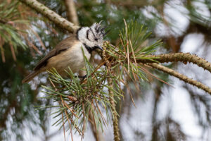 Een kuifmees zit op een dennenboomtak tussen groene naalden.