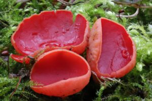 Drie felrode paddenstoelen in mos omgeven door groen.