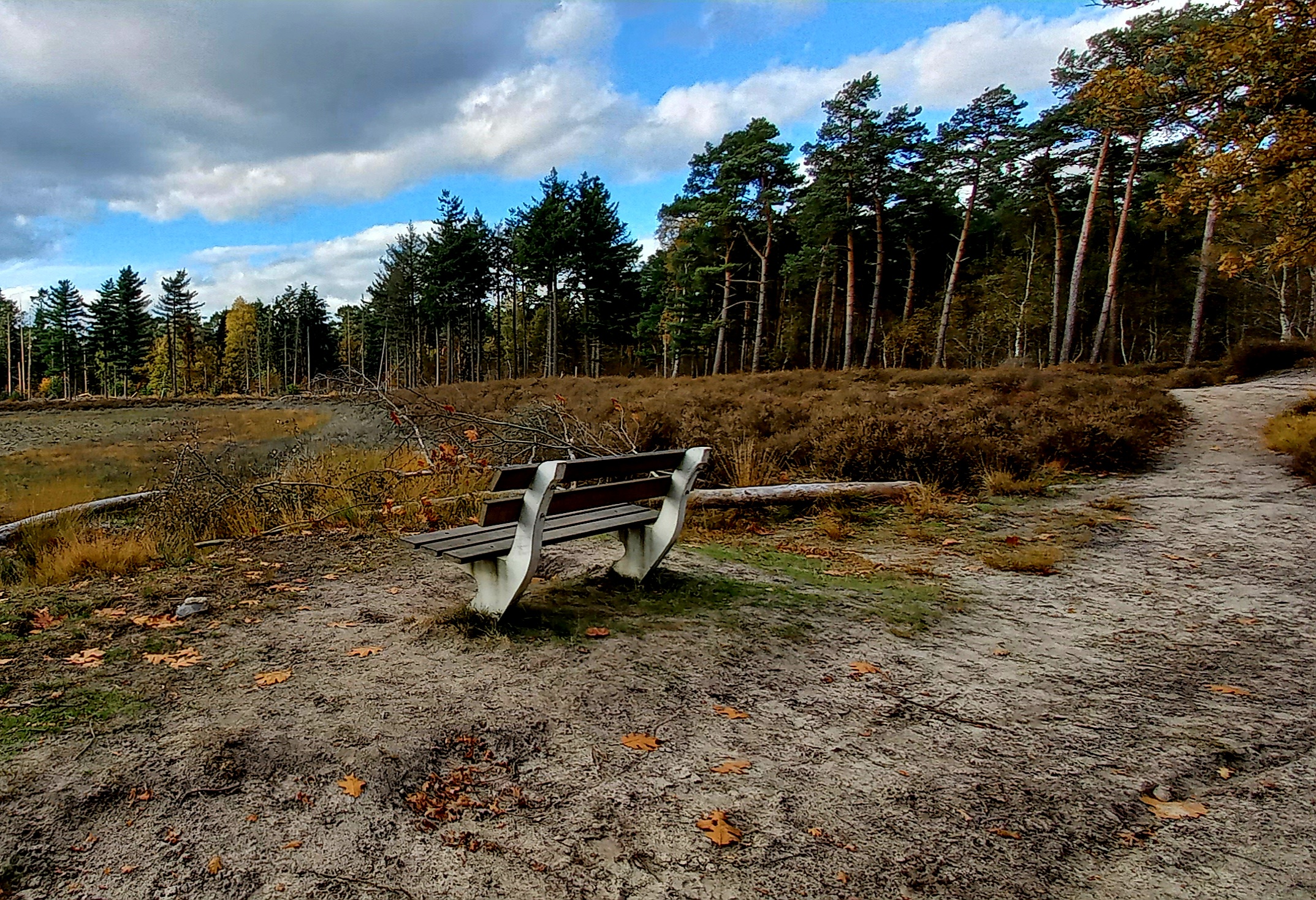 Bankje langs een zandpad in een bosrijke omgeving met dennenbomen en heide onder een bewolkte hemel.