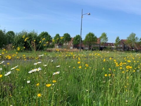 Bloemenweide met gele en witte bloemen, huizen op de achtergrond onder een blauwe lucht.