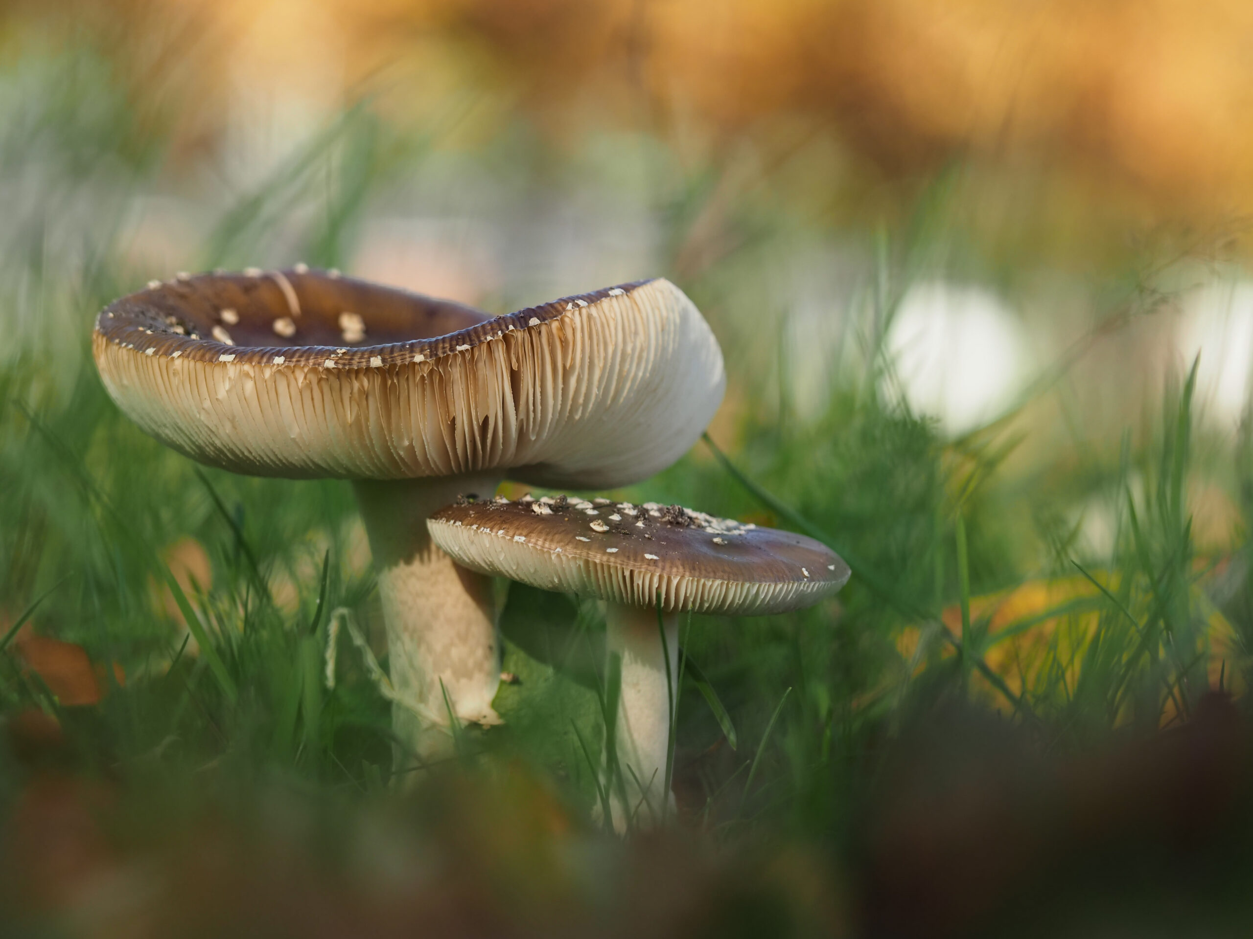 Twee paddenstoelen groeien tussen het gras in een zonnig, wazig landschap.