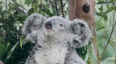 Koala zit in een boom tussen groene bladeren, kijkt rustig omhoog.
