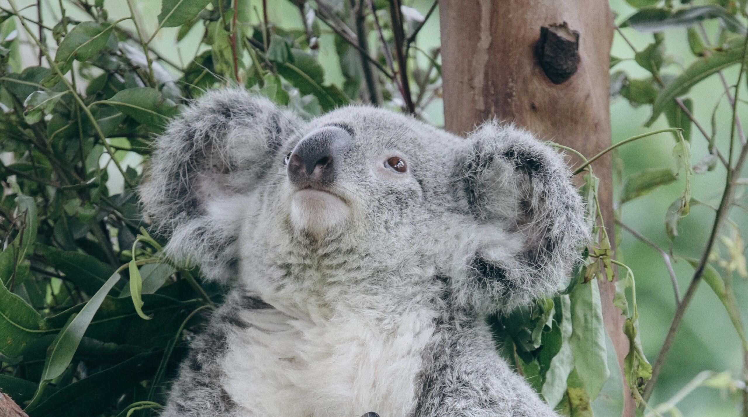 Koala zit in een boom tussen groene bladeren, kijkt rustig omhoog.
