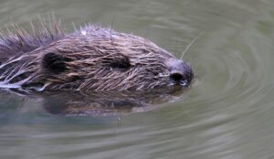 Close-up van een beverkop die rustig zwemt in kalm water.